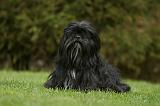 LHASSA APSO 171